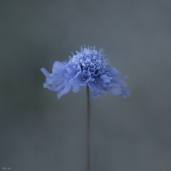 Scabiosa