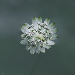 Astrantia