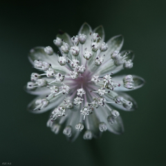 Astrantia