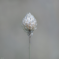 Catananche Caerulea