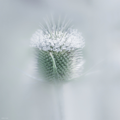 Dipsacus latiniatus