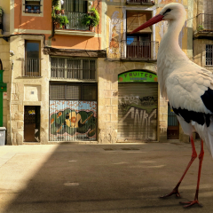Storck in Barcelona