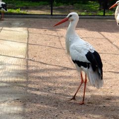 Storck in Odessa