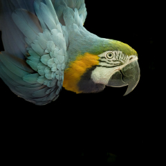 Blue-and-Gold Macaw