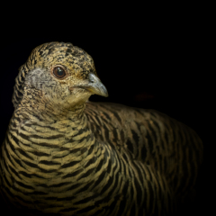 Golden Pheasant (female)