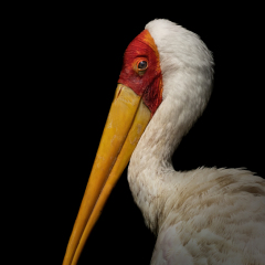 Yellow-Billed Storck