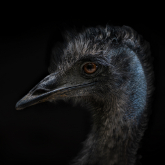 Big Emu